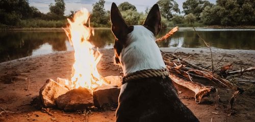 dog near bonfire