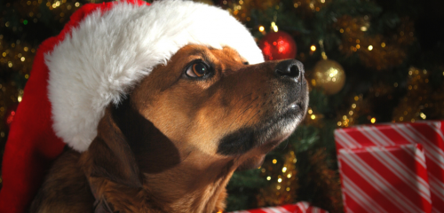 A brown dog wearing a santa sat in front of a Christmas tree and presents