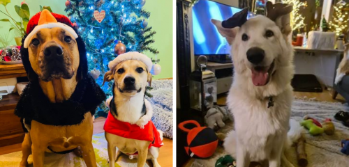 3 dogs wearing Christmas outfits