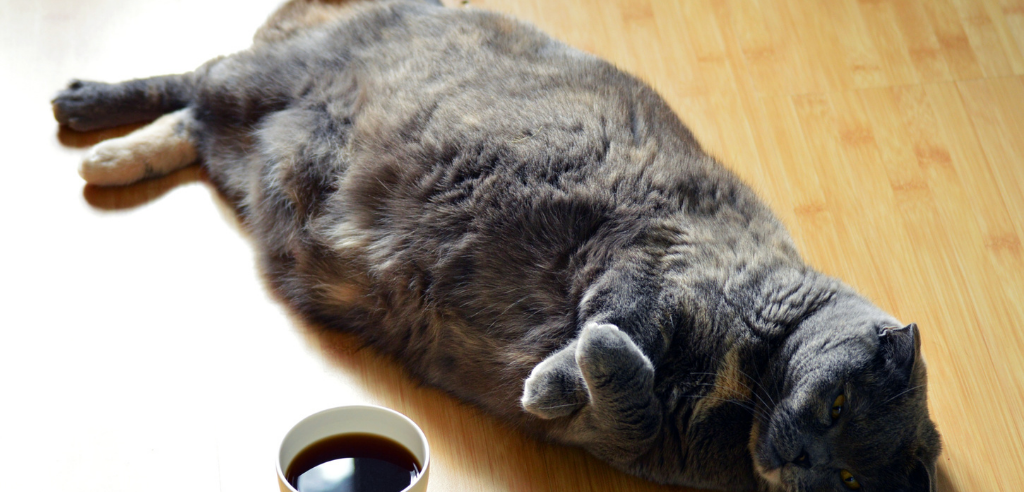 A fat black cat lying on the floor