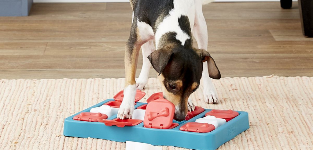 A small white, black and brown dog using it's nose to sniff out treats in a puzzle toy