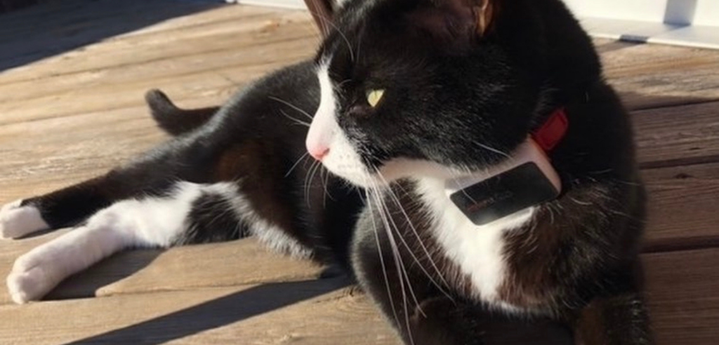 A black and white cat lying in the sun outdoors and wearing a GPS tracker on it's red collar