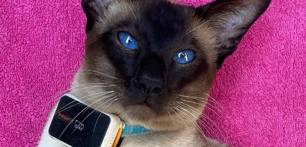 A  close up of a Siamese cat  lying on a pink towel and wearing a tracker on it's collar
