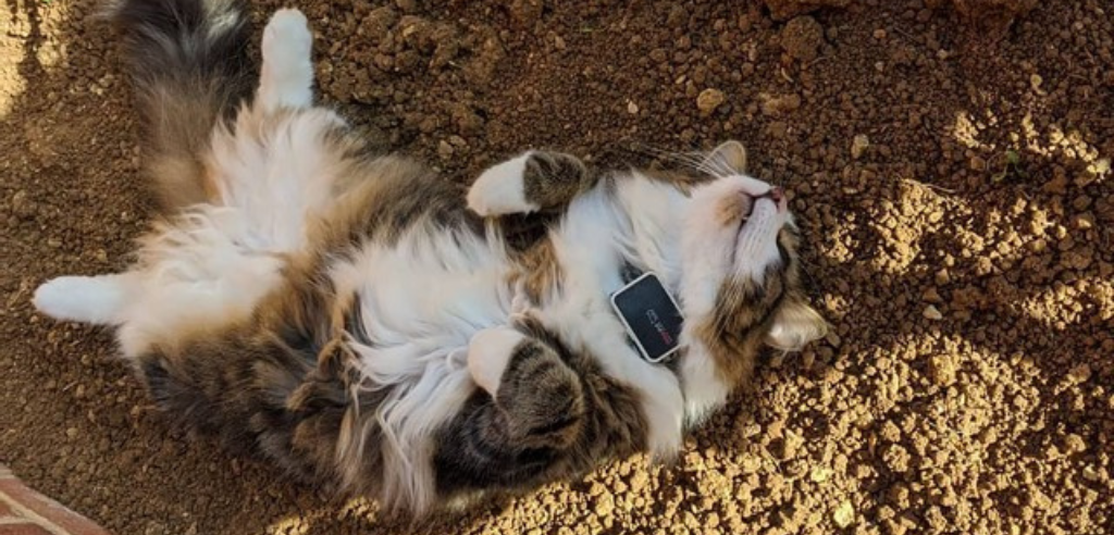 A long haired cat lying on it's back asleep outdoors in the shade and wearing a Pawfit 2 GPS tracker