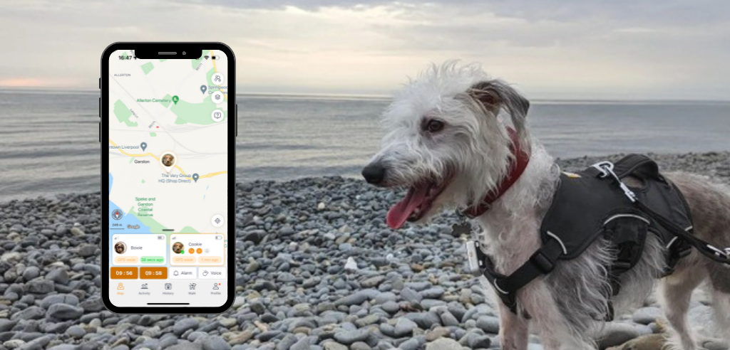 Bedlington Whippet on a stone beach at sunset wearing a Pawfit 2 GPS pet tracker on it's harness. There is an overlaying image of the Pawfit mobile tracking app showing the dog's location on a map.