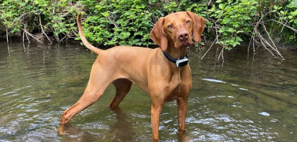 A Hungarian Vizsla standing in a shallow stream and wearing a Pawfit 2 pet tracker on it's black collar