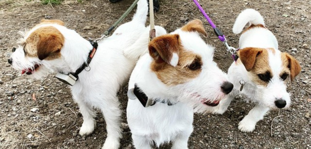 Three white and tan Jack Russell Terriers wearing Pawfit 2 trackers on their collars 