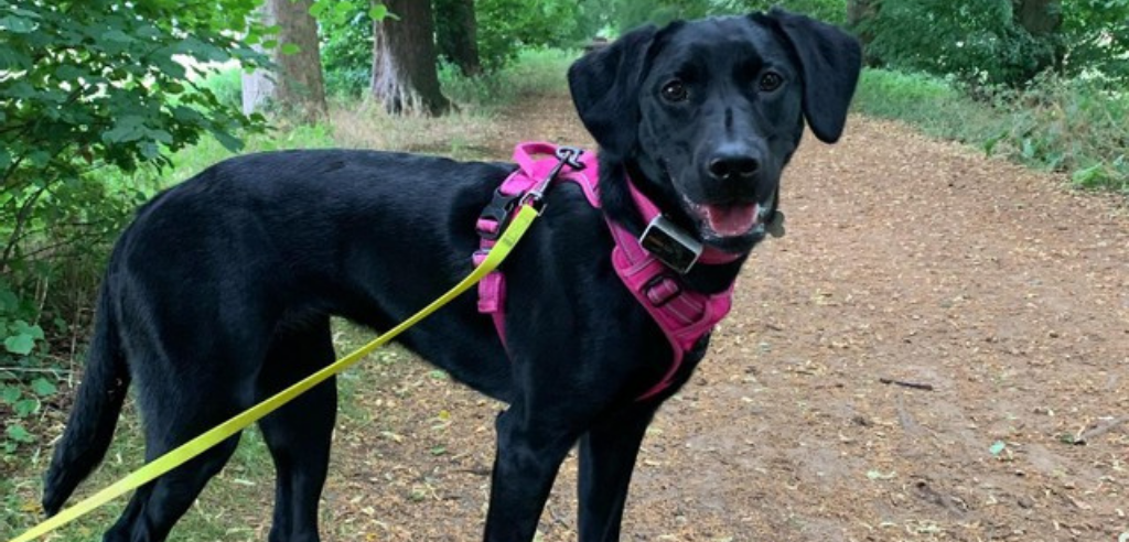 A black Labrador Retriever  in the woods, wearing a pink harness with a Pawfit 2 GPS tracker attached to it's collar