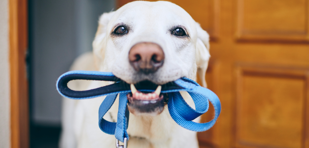 A golden labrador standing in a doorway with a blue lead it its mouth