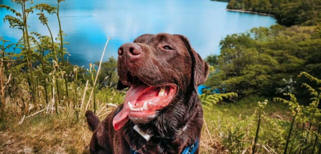A chocolate brown Labrador sitting facing the camera with his tongue sticking out. Behind him you can see a large lake surrounded by a forest
