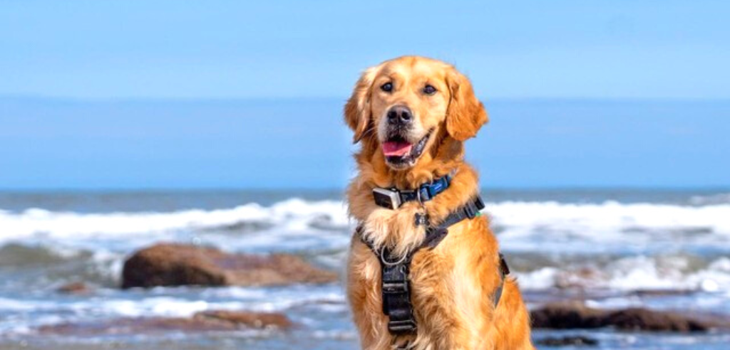 A golden Retriever is sitting facing the camera. He is wearing a harness and a Pawfit dog tracker on his collar. Behind him, you can see the sea and waves crashing on a beach