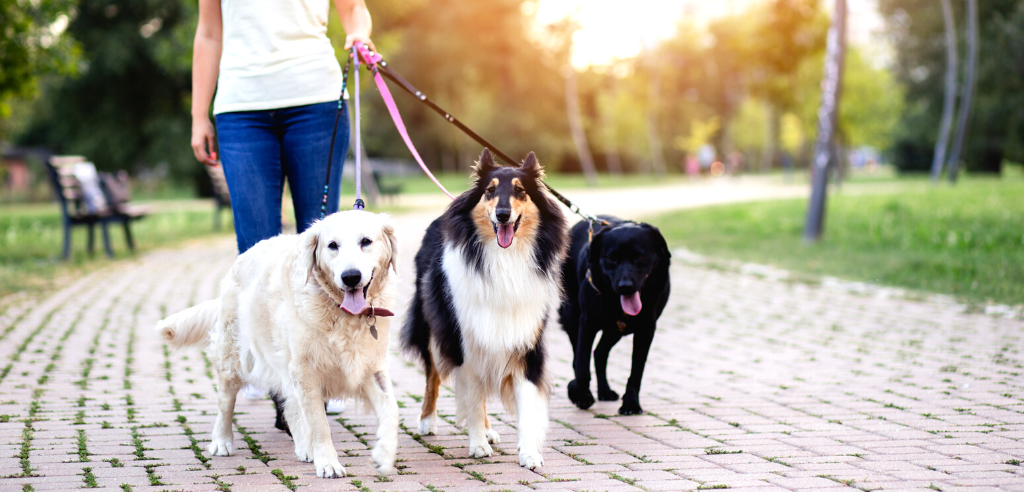 a woman walking three dogs in a park