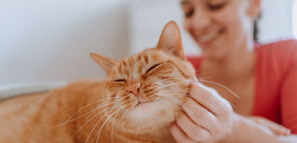 Woman stroking an orange cat