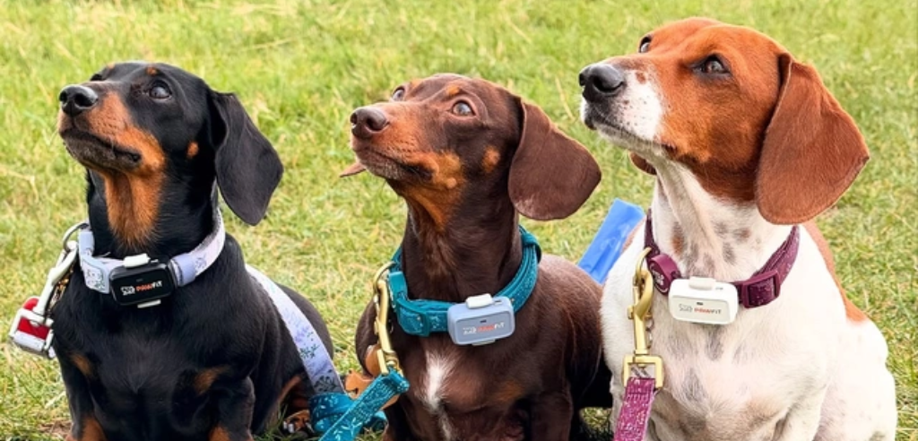 Three small dogs wearing Pawfit GPS trackers