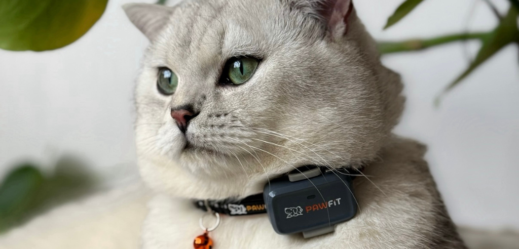 Cat with bright eyes sat at home looking off to the right while wearing a pawfit lite GPS tracker