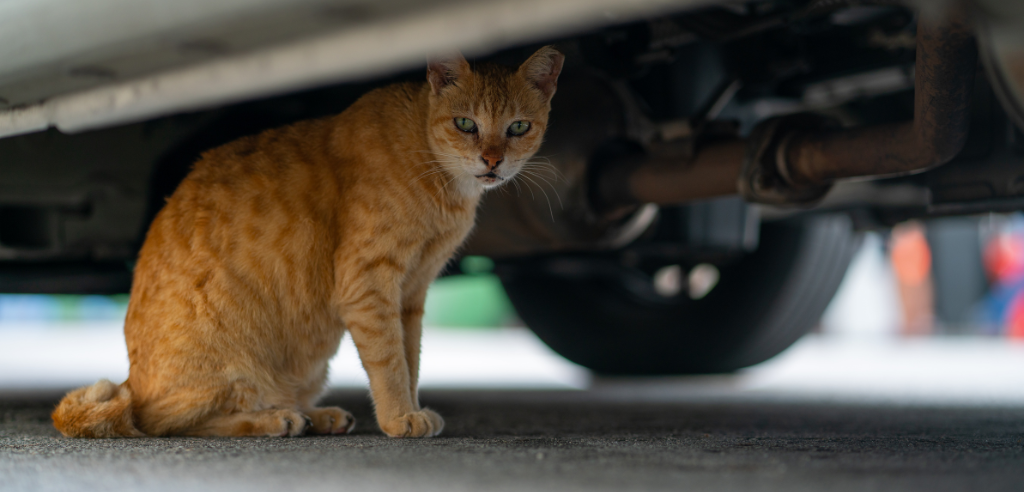 An orange cat hiding under a car
