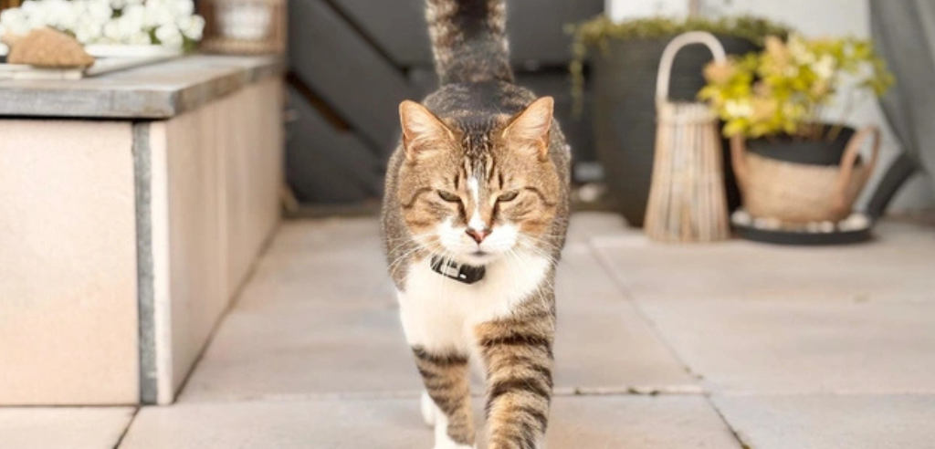 Cat wearing pawfit lite gps tracker walking towards the camera in a concrete yard