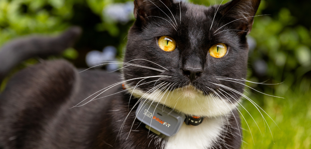 Cat with bright eyes sat on the grass looking directly at the camera while wearing a pawfit lite GPS tracker