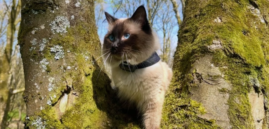Cat sat perched inbetween two tree trunks